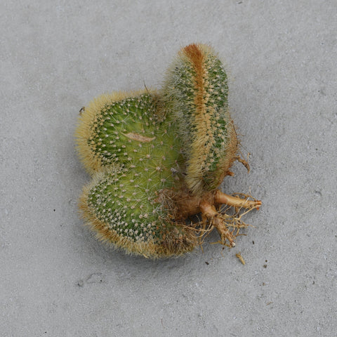 Cleistocactus parapetiensis cristata