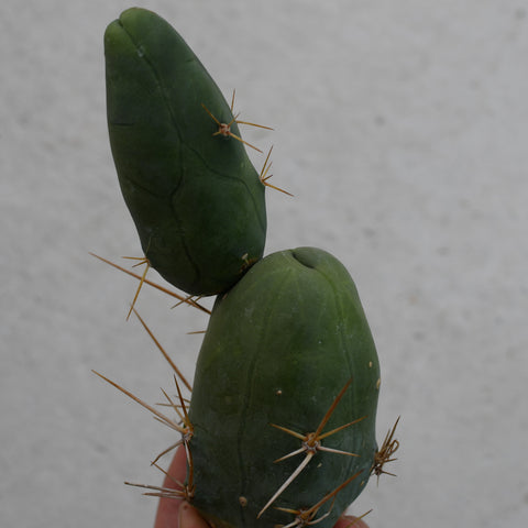 Echinopsis lageniformis f. monstruose
