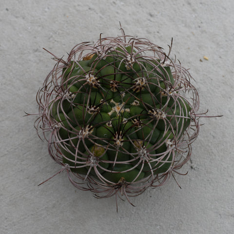 Gymnocalycium pflanzii