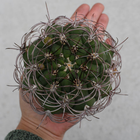 Gymnocalycium pflanzii