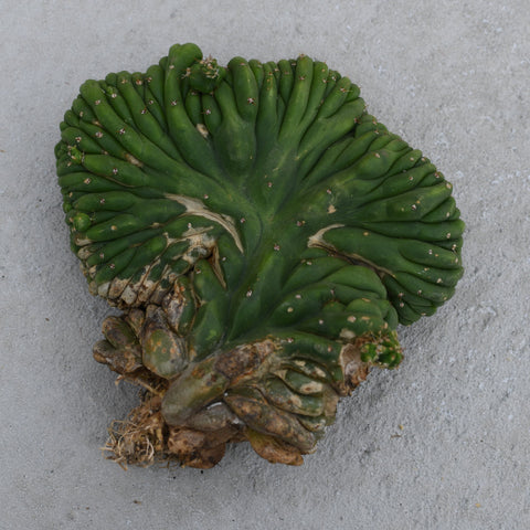 Trichocereus pachanoi f. cristata