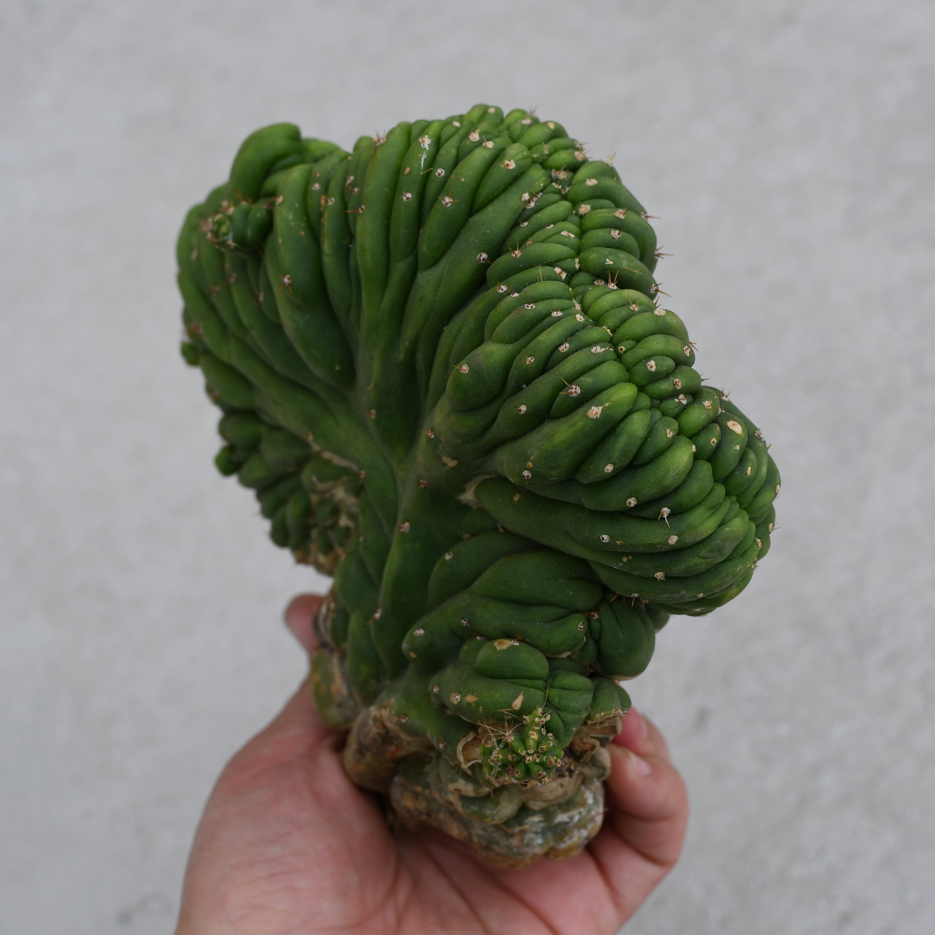 Trichocereus pachanoi f. cristata – Serres Lavoie