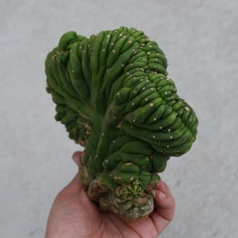 Trichocereus pachanoi f. cristata