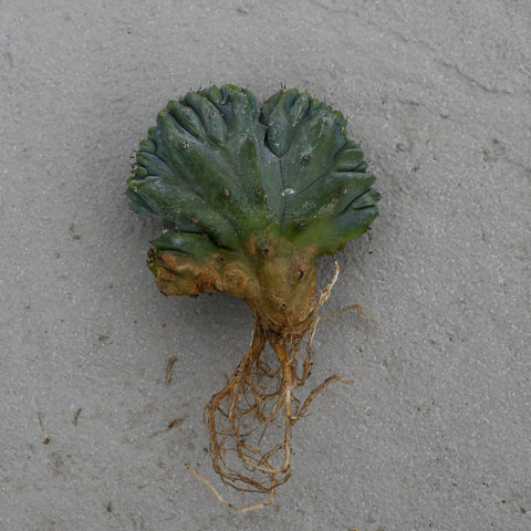 Myrtillocactus geometrizans f. cristata 