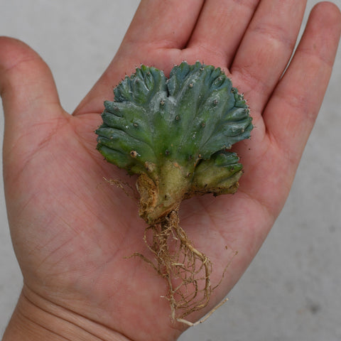 Myrtillocactus geometrizans f. cristata 