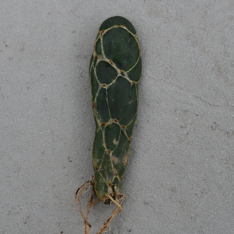 Opuntia reticulata 'Cobra'