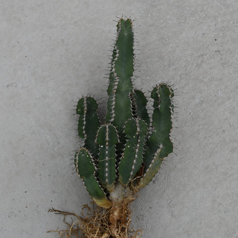 Euphorbia polyacantha