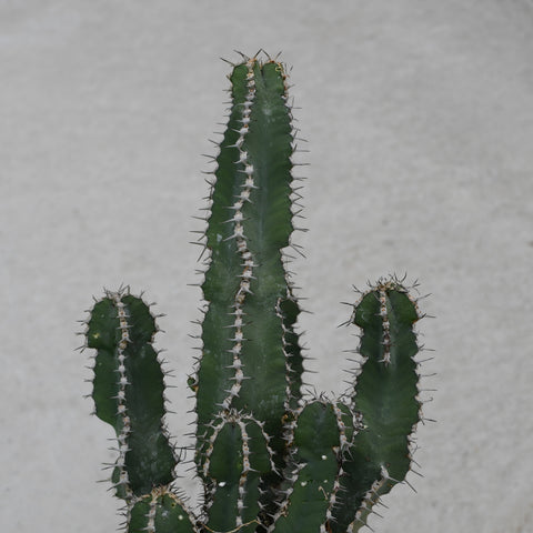 Euphorbia polyacantha