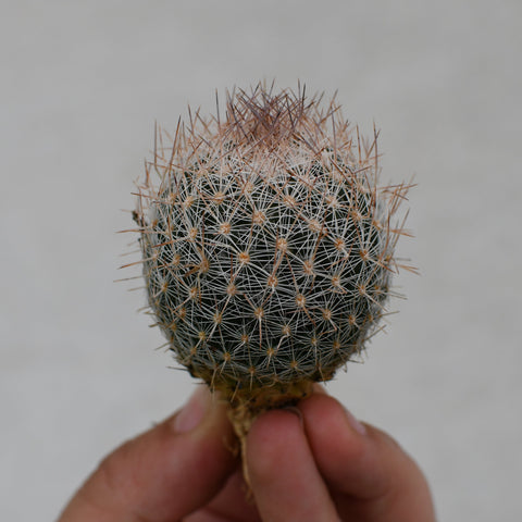 Escobaria missouriensis