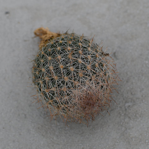 Escobaria missouriensis