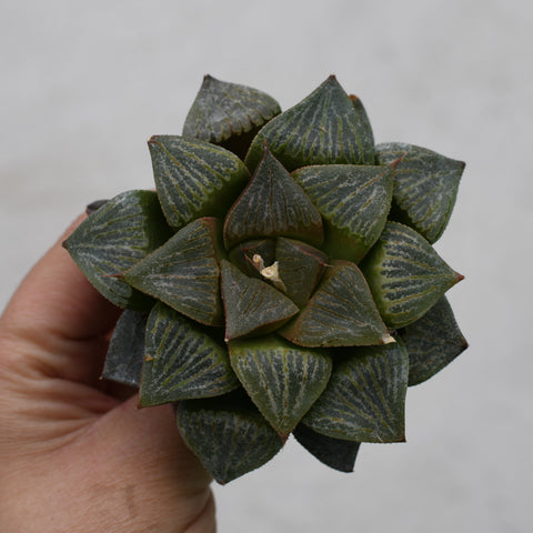 Haworthia magnifica splendens