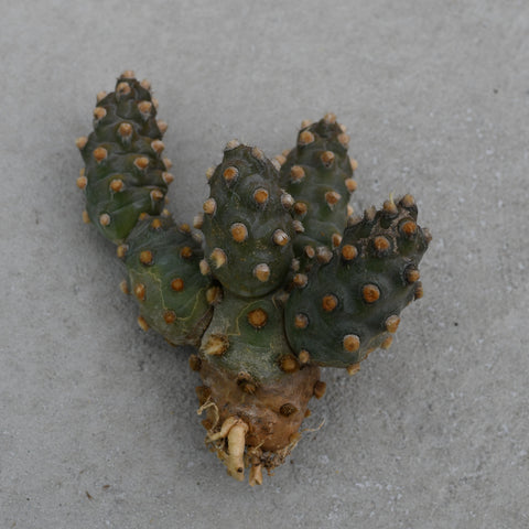Tephrocactus molinensis