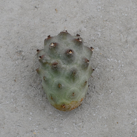 Tephrocactus calvus