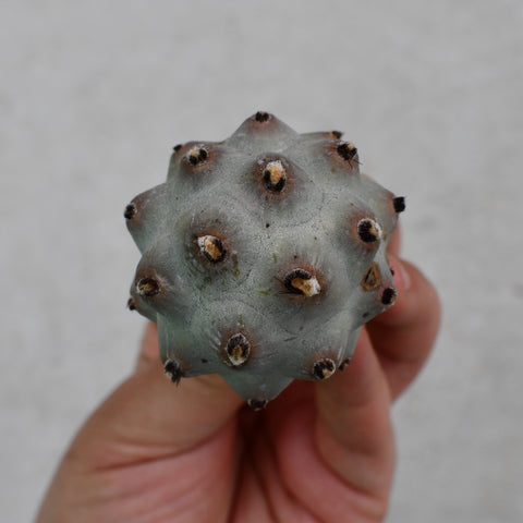 Tephrocactus calvus