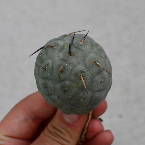 Tephrocactus geometricus