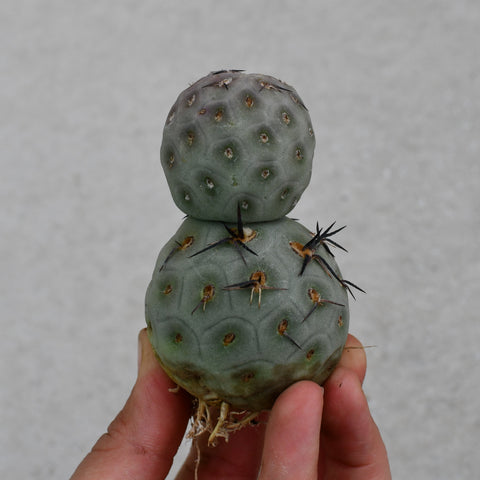 Tephrocactus geometricus
