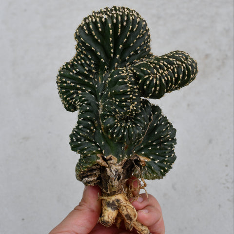 Marginatocereus marginatus f. cristata