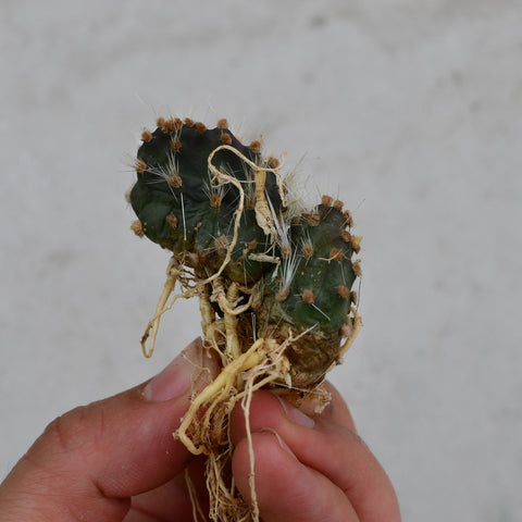 Opuntia hintonii