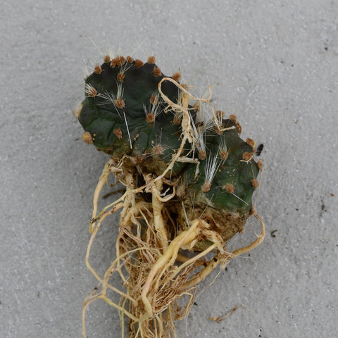 Opuntia hintonii