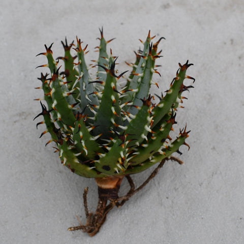 Aloe erinacea