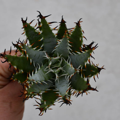 Aloe erinacea