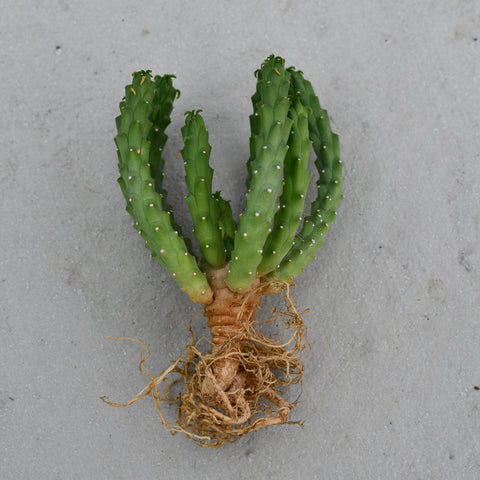 Euphorbia inermis