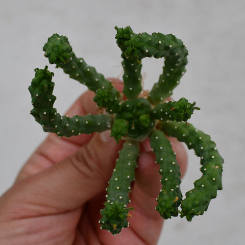 Euphorbia inermis