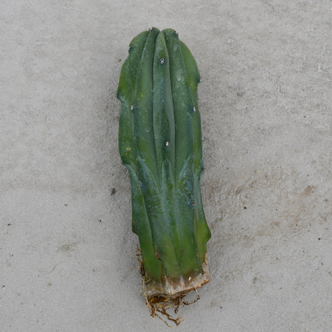 Myrtillocactus geometrizans cristata 'Columnar'