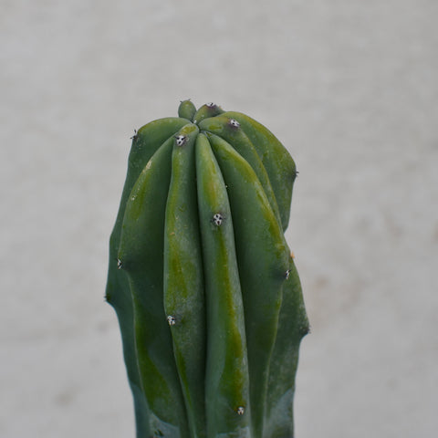 Myrtillocactus geometrizans cristata 'Columnar'