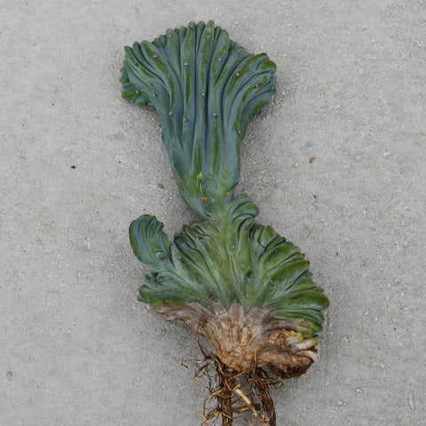 Myrtillocactus geometrizans f. cristata 