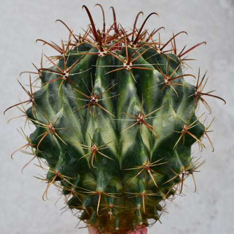 Ferocactus latispinus variegata