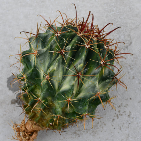 Ferocactus latispinus variegated
