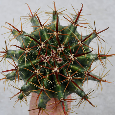 Ferocactus latispinus variegata