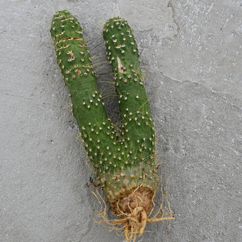 Cleistocactus jujuyensis monstrous