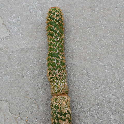 Trichocereus spachianus monstruose