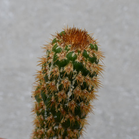 Trichocereus spacchianus monstruose