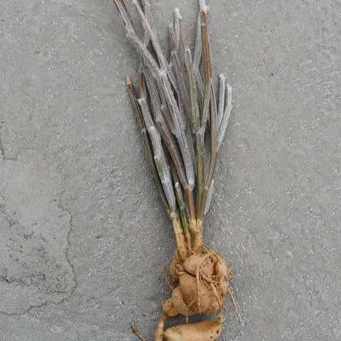 Seyrigia humbertii
