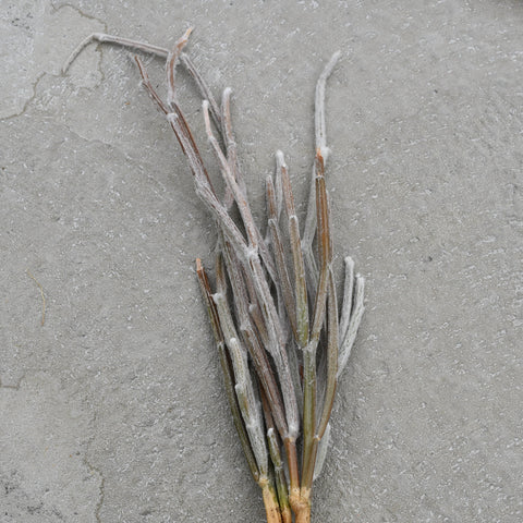 Seyrigia humbertii