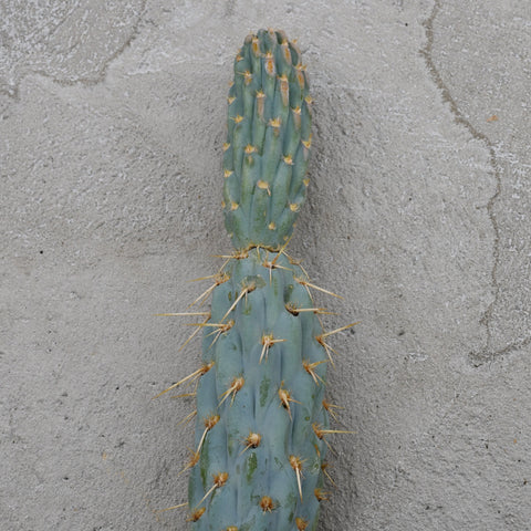 Cylindropuntia miquelii