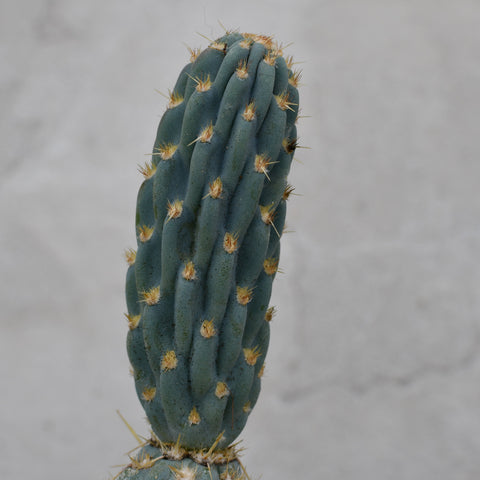 Cylindropuntia miquelii