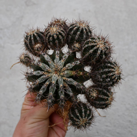 Echinopsis 'Haku-jo Maru'