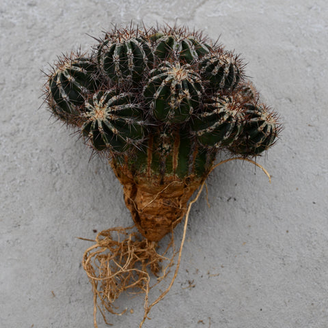 Echinopsis 'Haku-jo Maru'