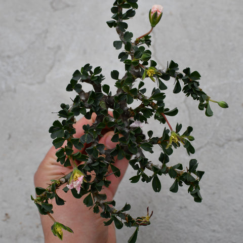 Sarcocaulon patersonii