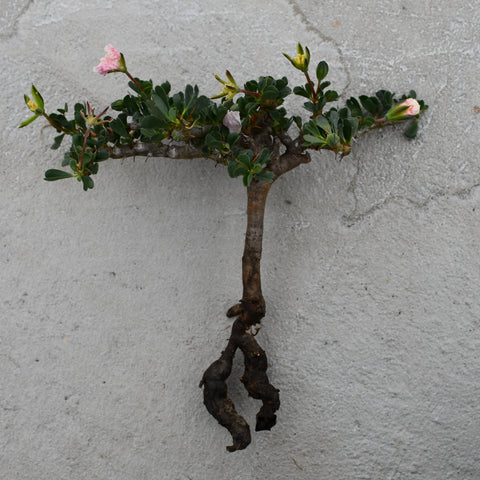 Sarcocaulon patersonii