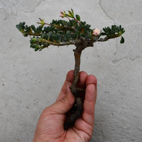 Sarcocaulon patersonii