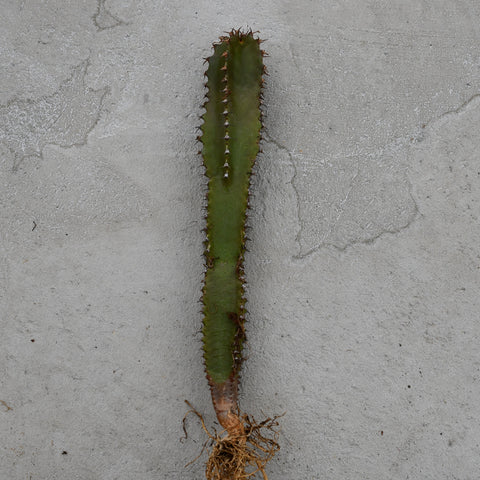 Euphorbia canariensis