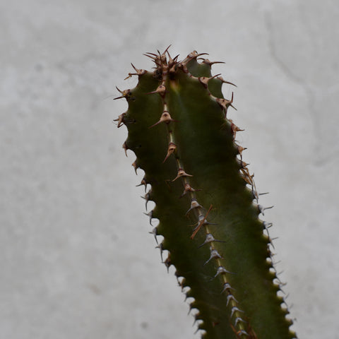 Euphorbia canariensis