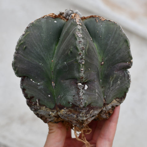 Astrophytum myriostigma f. nudum 