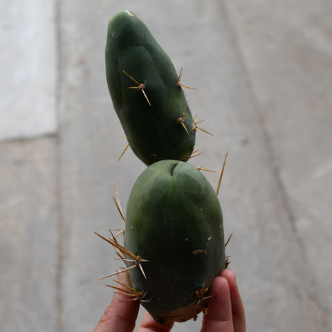 Echinopsis lageniformis f. monstruose