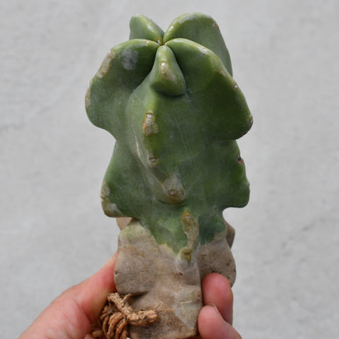 Pachycereus schottii f. monstrosus